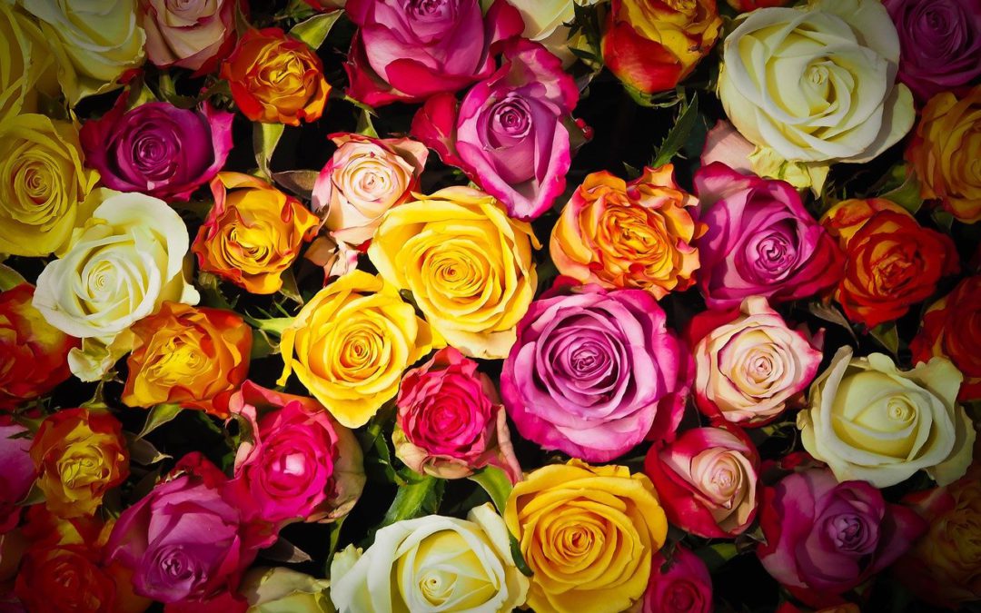 Kosmetyki różane – dlaczego tak je kocham?